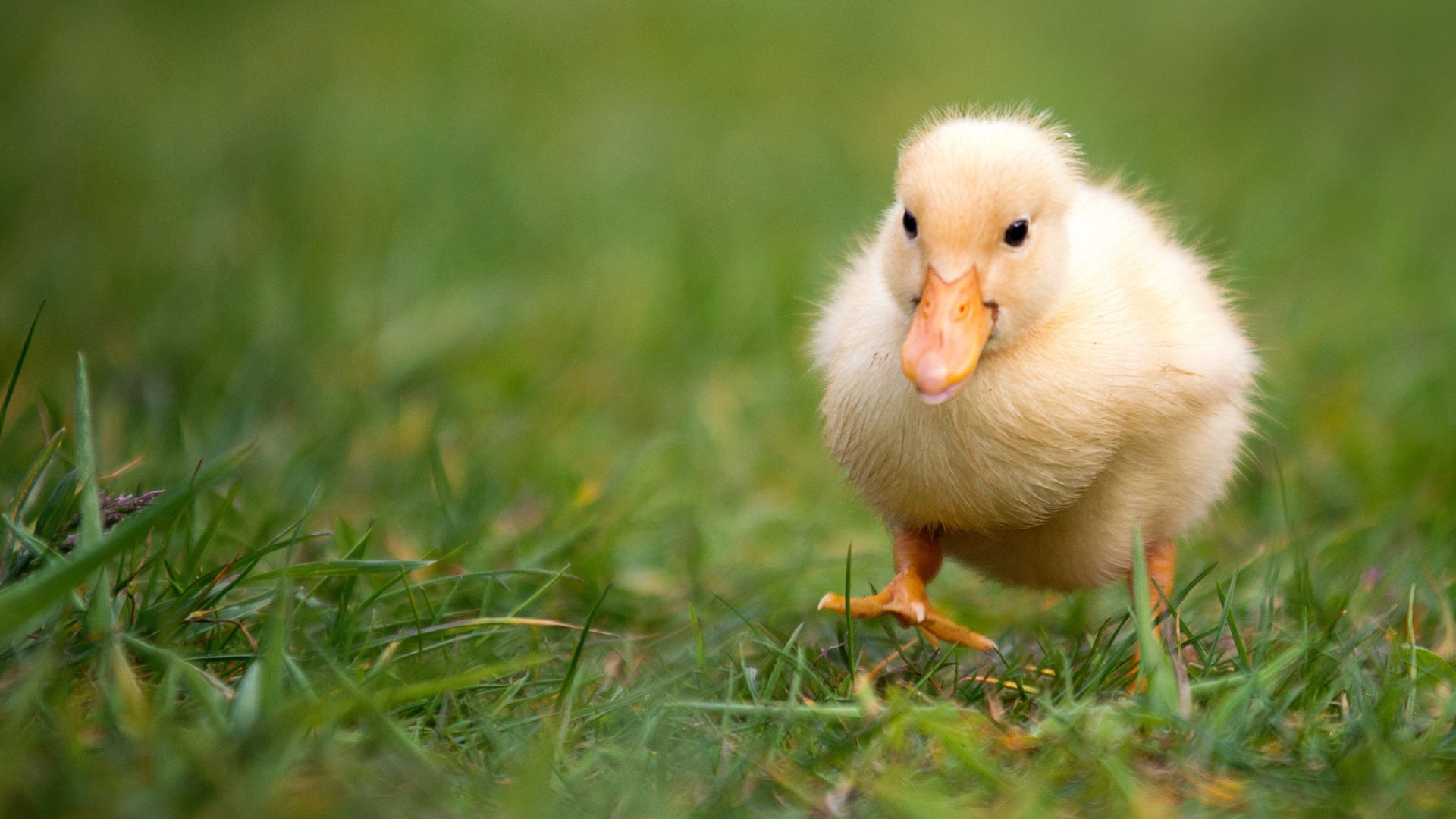 Cover photo of a duckling running on grass