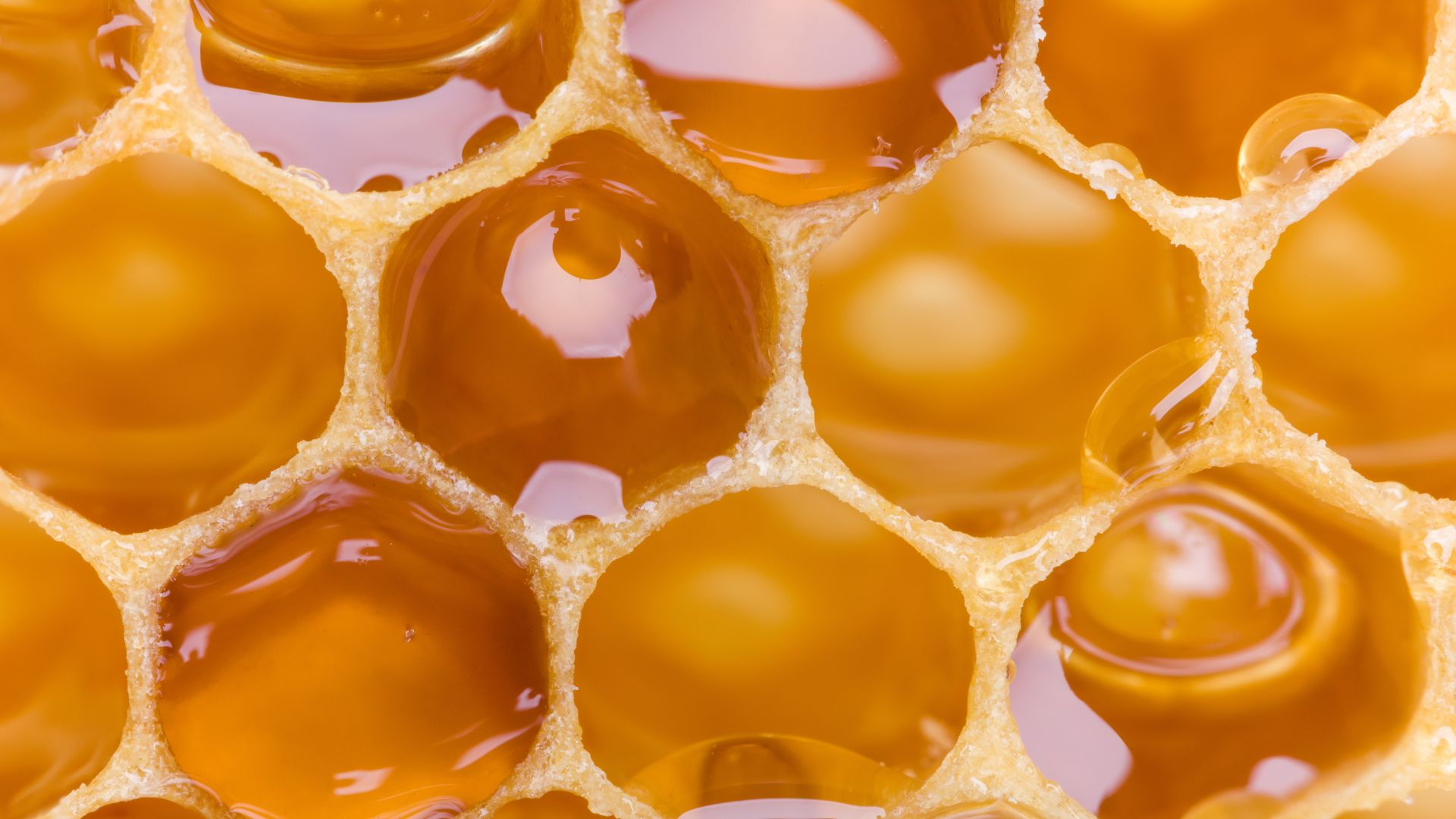 Picture of a honeycomb close up