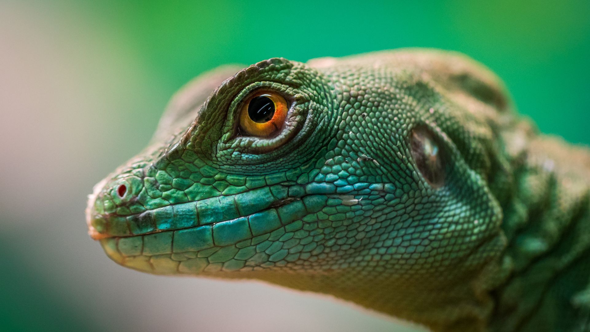 Picture of a Reptile close up