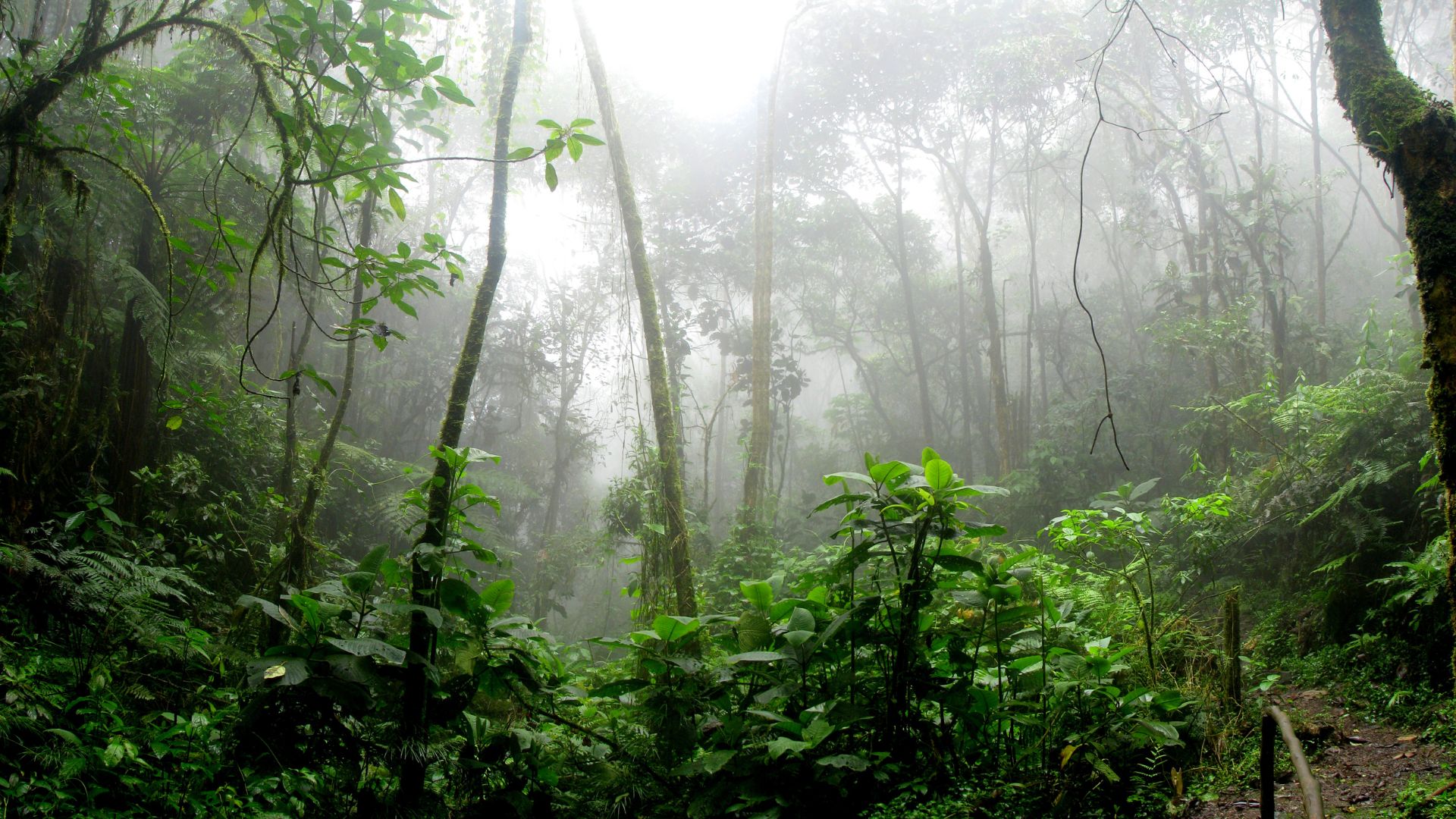 Cover photo of a jungle